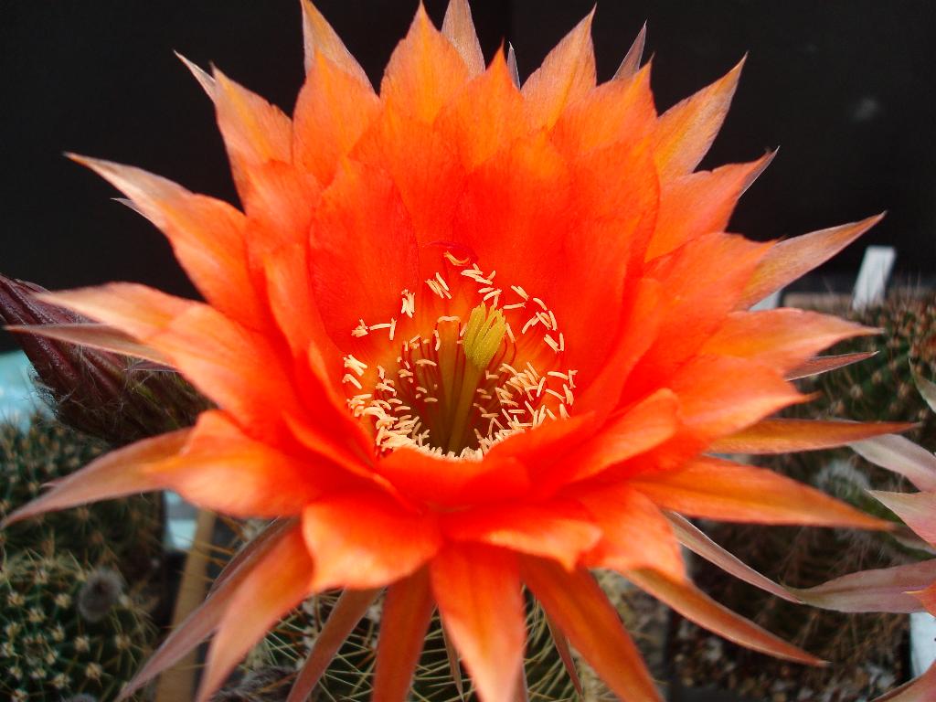 Eigene Echinopsis/RL 05-51 1.jpg